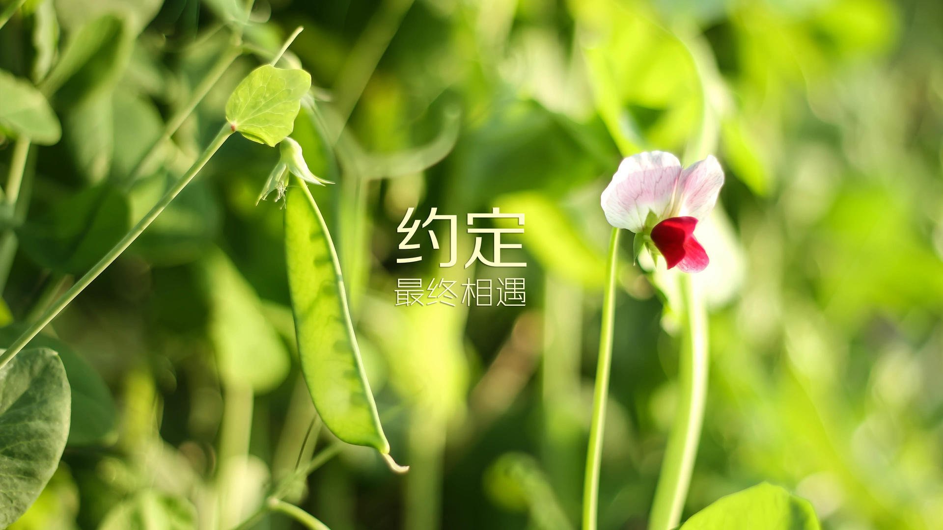 刘姊妹电视剧演员表（刘姊妹电视剧演员表方涛是谁演的）